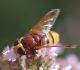 IMGP7622_Syrphid_sm.JPG