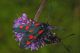 Zygaena-sp-A1--03.jpg