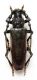 C. carinatus.JPG