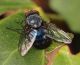 diptera 17 Ottobre  2009 009 Visualizzazione Posta elettronica - Rapida.jpg
