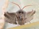 Laothoe_populi_Sphingidae (5).jpg