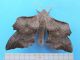 Laothoe_populi_Sphingidae (8).jpg