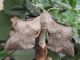 Laothoe_populi_Sphingidae (4).jpg