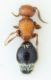 mutillidae11.jpg
