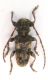 pogonocherus sp , Brescia , Bagolino 1000m VI-2013 leg Sola C..JPG