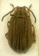 Ophraella communa Le Sage, 1986 - Chrysomelidae.JPG