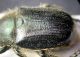 Anisoplia monticola cf 2.JPG