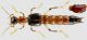 Oedichirus longipennis Kraatz, 1859 (3).jpg