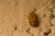 pupa Chrysomelidae.jpg