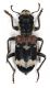 Comb1327_24z4Lcr.jpg