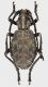 Phantasis_arvensis_Zambia_fwanta_5-VI-2008_23mm_grey.jpg