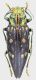 Chrysodema_smaragdula_Buru_IV-2014_23mm_grey.jpg