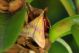 Pyrausta sanguinalis copia 2.JPG