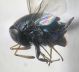 Scutellista cyanea cf. Pteromalidae 1.jpg