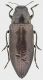 Iridotaenia_sulcata_E_Luzon_Quirino_Sierra_Madre_2014_28mm_grey.jpg