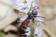 DSC_4073_Ridottissimox Entomologi.jpg