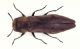 Agrilus Sardegna.jpg
