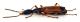 Comb1317_26zLcr.jpg