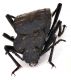 Comb1326_40zLcr.jpg