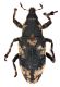 Comb1315_19zLcr.jpg
