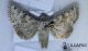 Hecatera weissi ♂ cf 04192014 CDP.jpg
