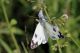Pontia Edusa 2 f.jpg