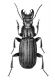 Percus-passerinii-2.jpg
