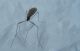 Trichoceridae a vigo di ton 1-1-2013.jpg