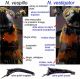 2%20vespillo%20vs%20vestigator.jpg