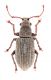 Pseudomillocerus-invreae-up-web.jpg