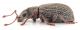 Pseudomillocerus invreae lateral.jpg
