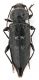 Comb1332_18zLcr.jpg