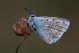 IMG_3157_entomologi.jpg