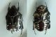 Protaetia (Potosia) funebris (Gory et Percheron, 1833).jpg