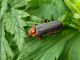 Cantharis rustica (2) copia.jpg