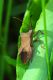 Coreus marginatus copia.JPG