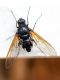 DSC_5680_Entomology.jpg