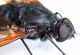 DSC_5684_Entomology.jpg