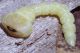 Buprestide, larva.jpg