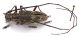 Comb1336_17zLcr.jpg
