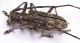 Comb1337_29zLcr.jpg