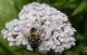 Eriothrix 28-08-2012.jpg