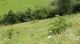 Eriothrix 28-08-2012 P.Sommo.jpg