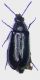 Dasytes obscurus f.jpg