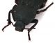 Comb1345_23zFcr.jpg