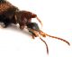 Comb1349_22zFcr.jpg