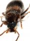 Comb1351_65zFcr.jpg