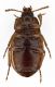 Phaleria-visione-ventrale.jpg