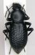 Tenebrionide Iran_2.jpg