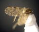 Culicoides 2.JPG